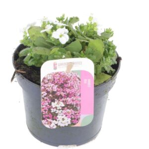 Arabis caucasica Little Treasure Wh Arabis cauc. Little Treasure White
(8 Plants/Order)(13cmP 20cmH)