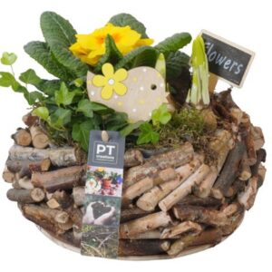 Arrangementen PTBM3903 Arrangement Flower Bulbs mix in houten Pot
(1 Plants/Order)(23cmP 20cmH)