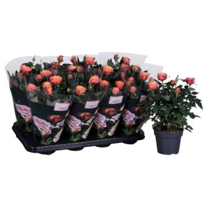 Rosa PatioHit Nolina Roses Ø 13 cm Orange
(8 Plants/Order)(13cmP 36cmH)