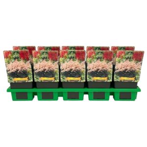 Astilbe simplicifolia Astilbe simpl. 'Pink Lightning' PBR p11
(10 Plants/Order)(11cmP 25cmH)