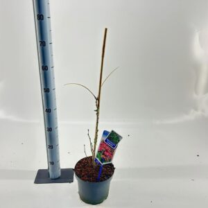 Albizia julibrissin Albizia julibrissin Ombrella® ('Boubri'PBR)
(3 Plants/Order)(19cmP 70cmH)