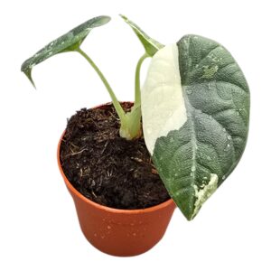 Alocasia Alocasia Maharani Variegata
(4 Plants/Order)(7cmP 15cmH)