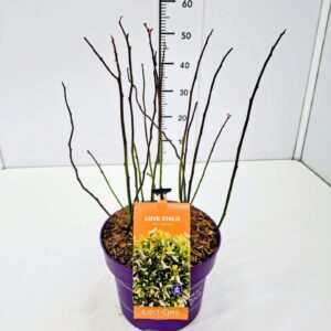 Itea virginica Itea vir. 'Love Child' 40-50C5
(1 Plants/Order)(23cmP 60cmH)