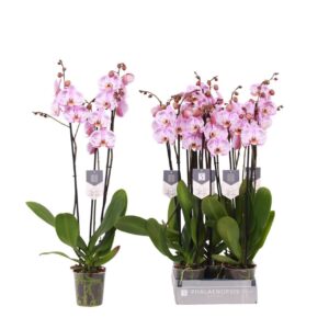 Phalaenopsis Spotted World Phalaenopsis Spotted World, 3-spike 22+
(10 Plants/Order)(12cmP 60cmH)
