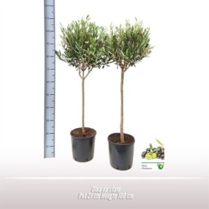 Olea europaea Olea op stam
(1 Plants/Order)(21cmP 100cmH)