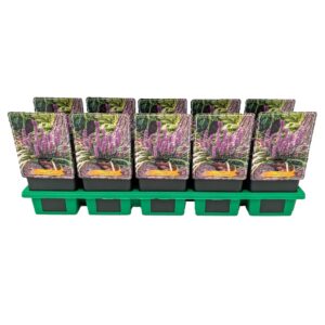 Liriope muscari Ingwersen Liriope muscari 'Ingwersen' P11
(10 Plants/Order)(11cmP 25cmH)