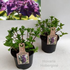 Hydrangea Hovaria Hobella Hydrangea Hovaria Hobergine Garden 19cm
(21 Plants/Order)(19cmP 30cmH)