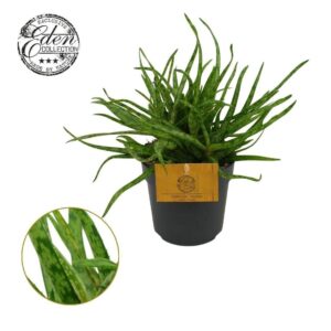 Aloe Aloe Spider 10,5cm
(6 Plants/Order)(10.5cmP 15cmH)