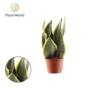 Sansevieria Futura Superba Sansevieria Futura Superba 2 PP
(18 Plants/Order)(9cmP 30cmH)
