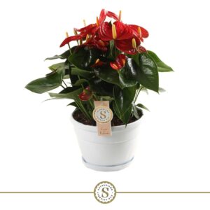 Anthurium Red Champion Schaal Napoli 20cm Red Champion
(4 Plants/Order)(20cmP 45cmH)