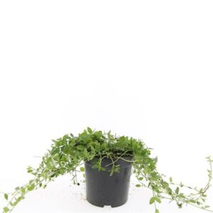 Vinca minor Gertrude Jekyll Vinca minor 'Gertrude Jekyll'
(8 Plants/Order)(14cmP 25cmH)