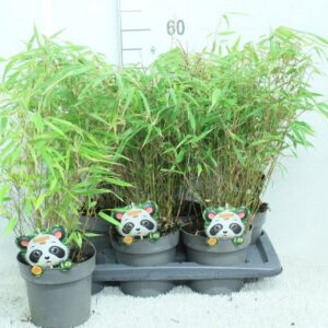 Fargesia rufa Fargesia rufa P17
(1 Plants/Order)(17cmP 65cmH)