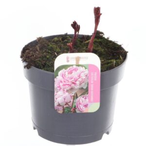 Paeonia Sarah Bernhard Paeonia Sarah Bernhard
(1 Plants/Order)(17cmP 25cmH)