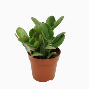 Crassula ovata Crassula portulaca 8,5 cm
(18 Plants/Order)(8.5cmP 10cmH)