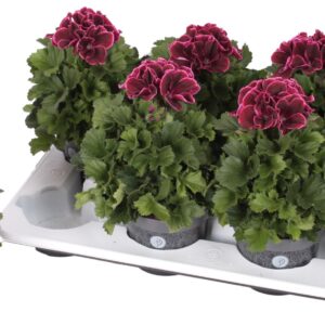 Pelargonium Pelargonium Grandifloru Pelg. Bella Donna bordeaux 12cm
(8 Plants/Order)(12cmP 28cmH)