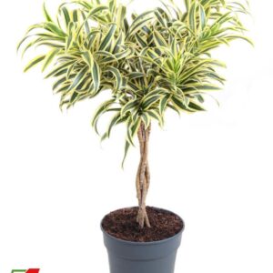 Dracaena Song of India Dracaena Song Of India gevlochten stam P24
(1 Plants/Order)(24cmP 80cmH)