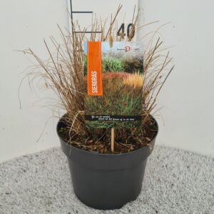 Pennisetum alopecuroides Little Bu Pennisetum Alo. Little Bunny P26
(1 Plants/Order)(26cmP 40cmH)