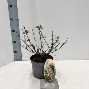Buddleja White Profusion Buddleja dav. 'White Profusion'
(1 Plants/Order)(17cmP 30cmH)
