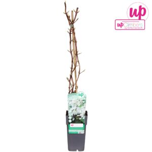 Hydrangea anomala petiolaris Hydrangea petiolaris P15
(10 Plants/Order)(15cmP 65cmH)