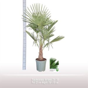 Trachycarpus fortunei Trachycarpus fortunei 20/30
(1 Plants/Order)(32cmP 150cmH)