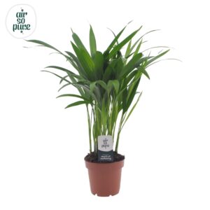 Chrysalidocarpus Dypsis lutescens (Areca) 12cm (zonder hoes)
(10 Plants/Order)(12cmP 30cmH)