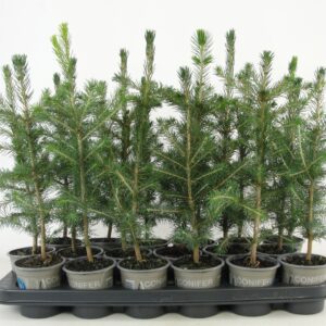 Picea abies Picea abies
(24 Plants/Order)(9cmP 35cmH)
