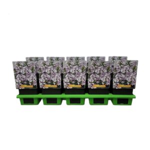 Phlox Paniculata Phlox paniculata 'Flame Lilac Star' P11
(10 Plants/Order)(11cmP 25cmH)