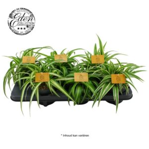 Chlorophytum Chlorophytum mixed 12cm
(10 Plants/Order)(12cmP 20cmH)