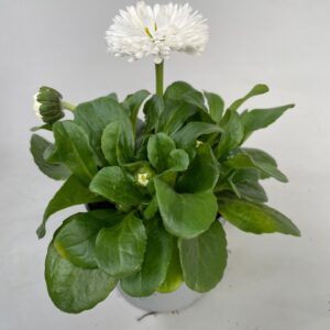 Bellis perennis Roggl Bellis Roggli white p9
(24 Plants/Order)(9cmP 20cmH)