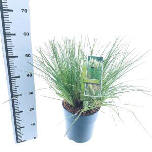 Cortaderia selloana Tiny Pampa Cortaderia selloana Tiny Pampa (‘Day1’PBR)
(1 Plants/Order)(23cmP 55cmH)