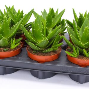 Aloe mitriformis Aloe perfoliata 12
(6 Plants/Order)(12cmP 15cmH)