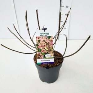 Hydrangea paniculata Hydrangea pan. 'Wim's Red' 50-60C7
(1 Plants/Order)(25cmP 70cmH)