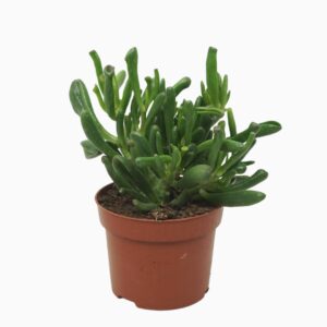 Crassula Gollum Crassula gollum 12 cm
(6 Plants/Order)(12cmP 24cmH)