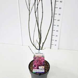 Acer palmatum Acer palm. 'Skeeter's Broom' 80-100C7
(1 Plants/Order)(25cmP 100cmH)