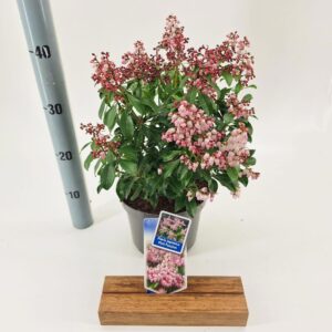 Pieris Pink Passion Pieris jap. Pink Passion ('Opstal 69'PBR)
(1 Plants/Order)(19cmP 30cmH)