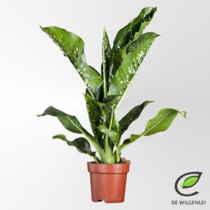 Dieffenbachia Caiman Dieffenbachia seguine 'Caiman'® p21
(1 Plants/Order)(21cmP 80cmH)