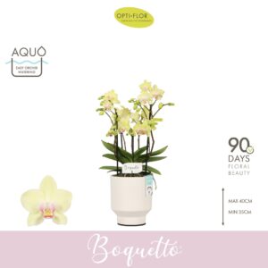 Phalaenopsis Multiflora Boquetto Sensation 3-5 spike in Emilia White Aquo
(6 Plants/Order)(12cmP 35cmH)
