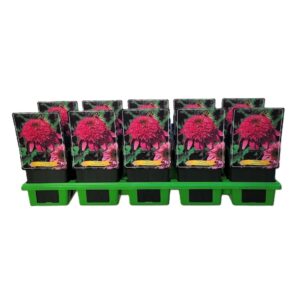 Echinacea other Echinacea 'Summer Candy' P11
(10 Plants/Order)(11cmP 25cmH)
