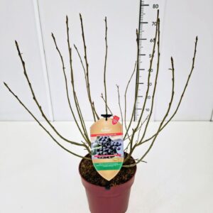 Aronia melanocarpa Aronia mel. 'Rubina' 50-60C6
(1 Plants/Order)(24cmP 70cmH)