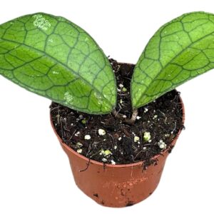 Hoya Hoya Clemensiorum Short Leaf
(9 Plants/Order)(10.5cmP 15cmH)