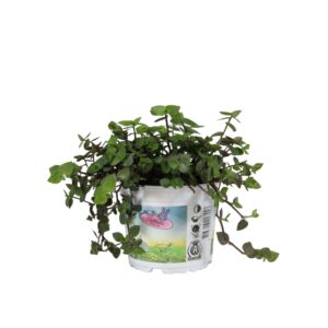 Callisia repens Calissia repens in bedrukte Pot
(10 Plants/Order)(12cmP 17cmH)