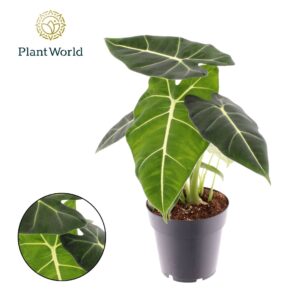 Alocasia micholitziana Freydyk Alocasia 'Frydek'
(6 Plants/Order)(14cmP 35cmH)