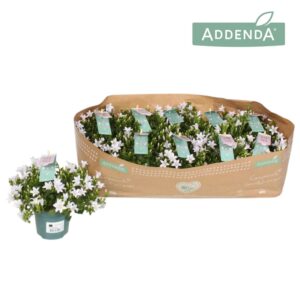 Campanula Ambella White Campanula Amb. Intense White
(15 Plants/Order)(10.5cmP 22cmH)