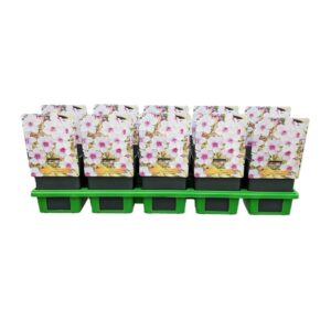 Phlox Paniculata Phlox 'Creme de Menthe' P11
(10 Plants/Order)(11cmP 25cmH)