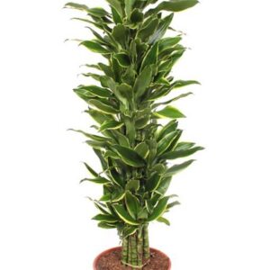 Dracaena Golden Coast Dracaena Golden Coast
(1 Plants/Order)(30cmP 140cmH)