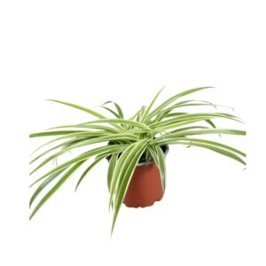 Chlorophytum laxum Chlorophytum Laxum
(10 Plants/Order)(12cmP 30cmH)