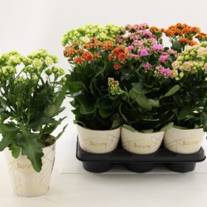 Kalanchoe Kalanchoe Sunny mix in tray
(6 Plants/Order)(14cmP 40cmH)