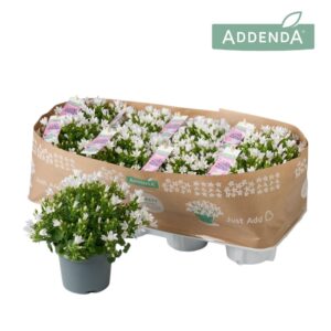 Campanula Ambella White Campanula Ambella® Intense White
(8 Plants/Order)(12cmP 15cmH)