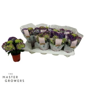 Hydrangea Tabletensia Hydrangea TableTensia lilac 10cm 5+
(8 Plants/Order)(10cmP 15cmH)