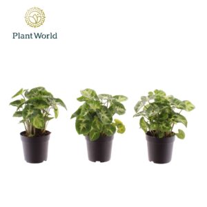 Syngonium Pixie Syngonium Pixie 7 cm
(28 Plants/Order)(7cmP 15cmH)